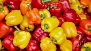 ¿Puede un perro comer pimientos?