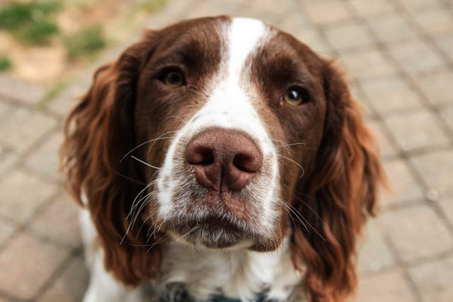 amerikaanse cocker spaniel