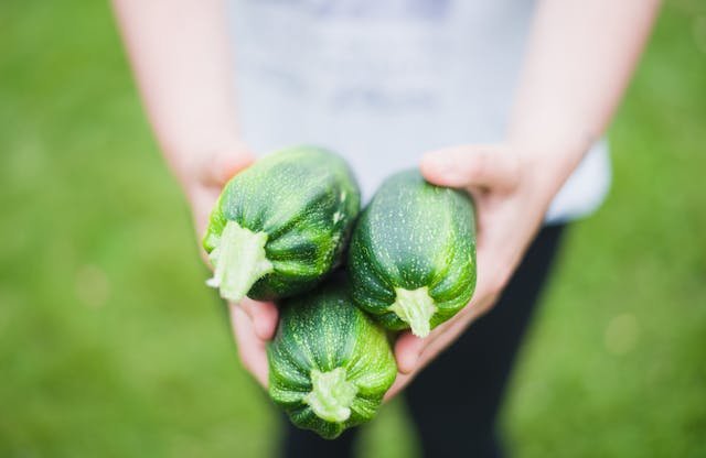 mag een hond courgette eten
