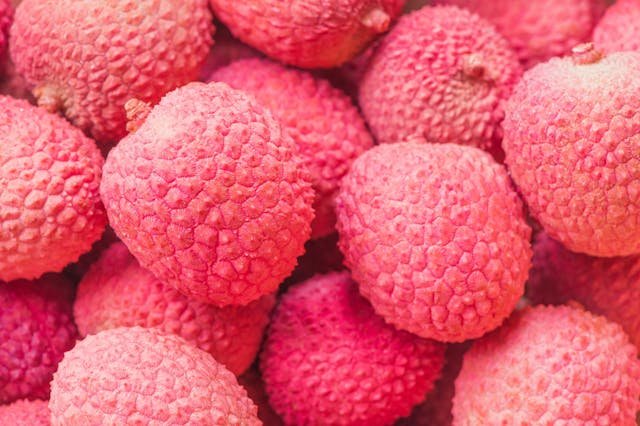 peut un chien litchi