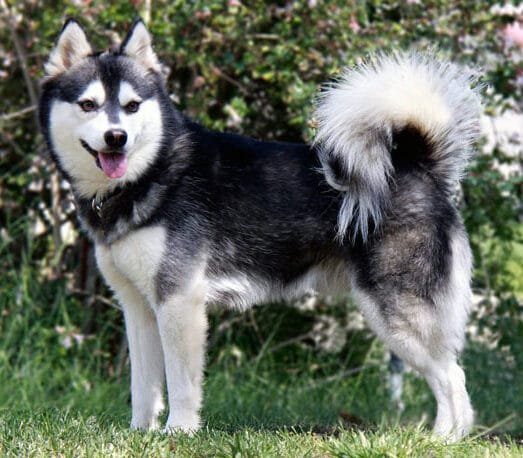 Alaskan Klee Klai