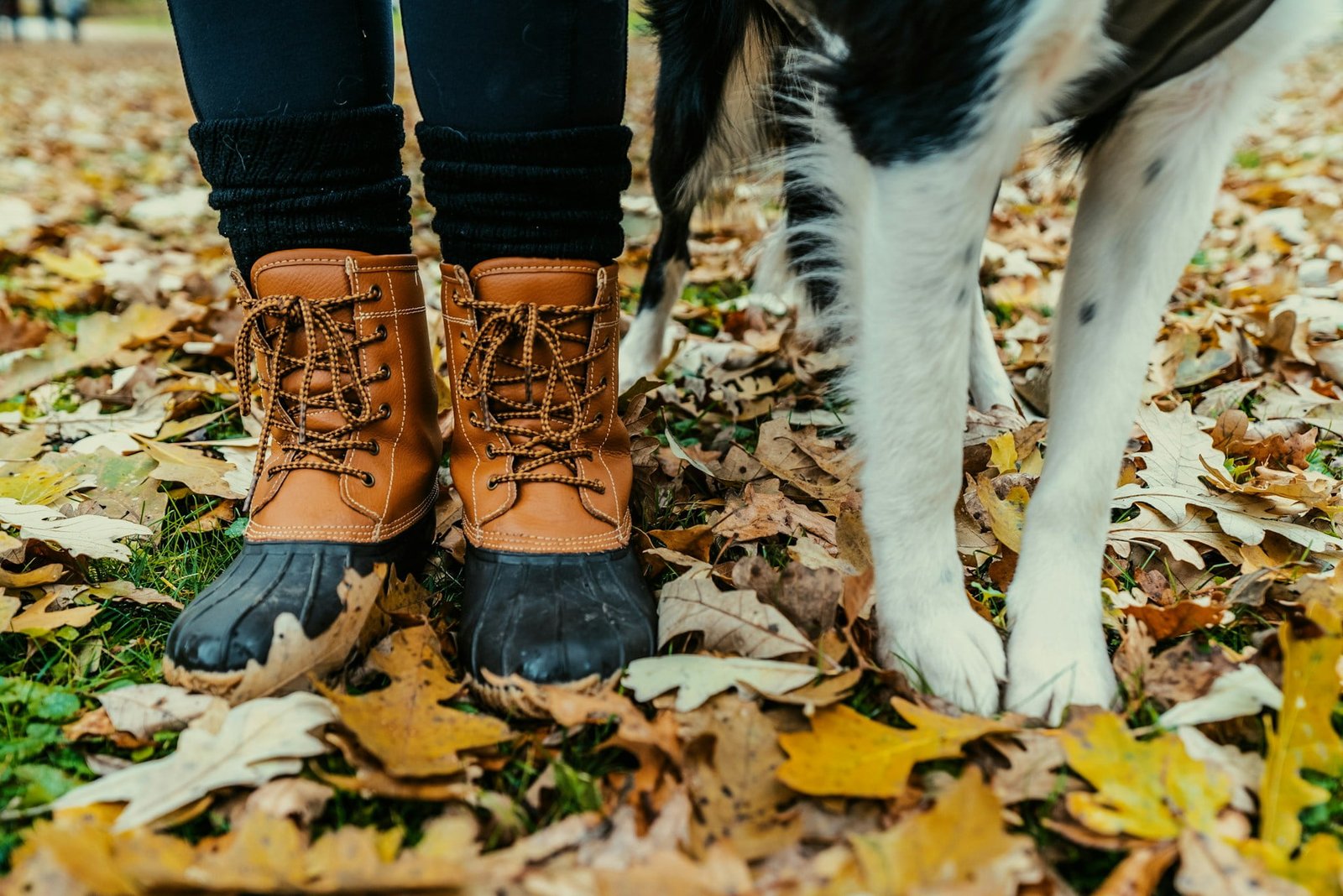 les chiens de propriétaires décédés