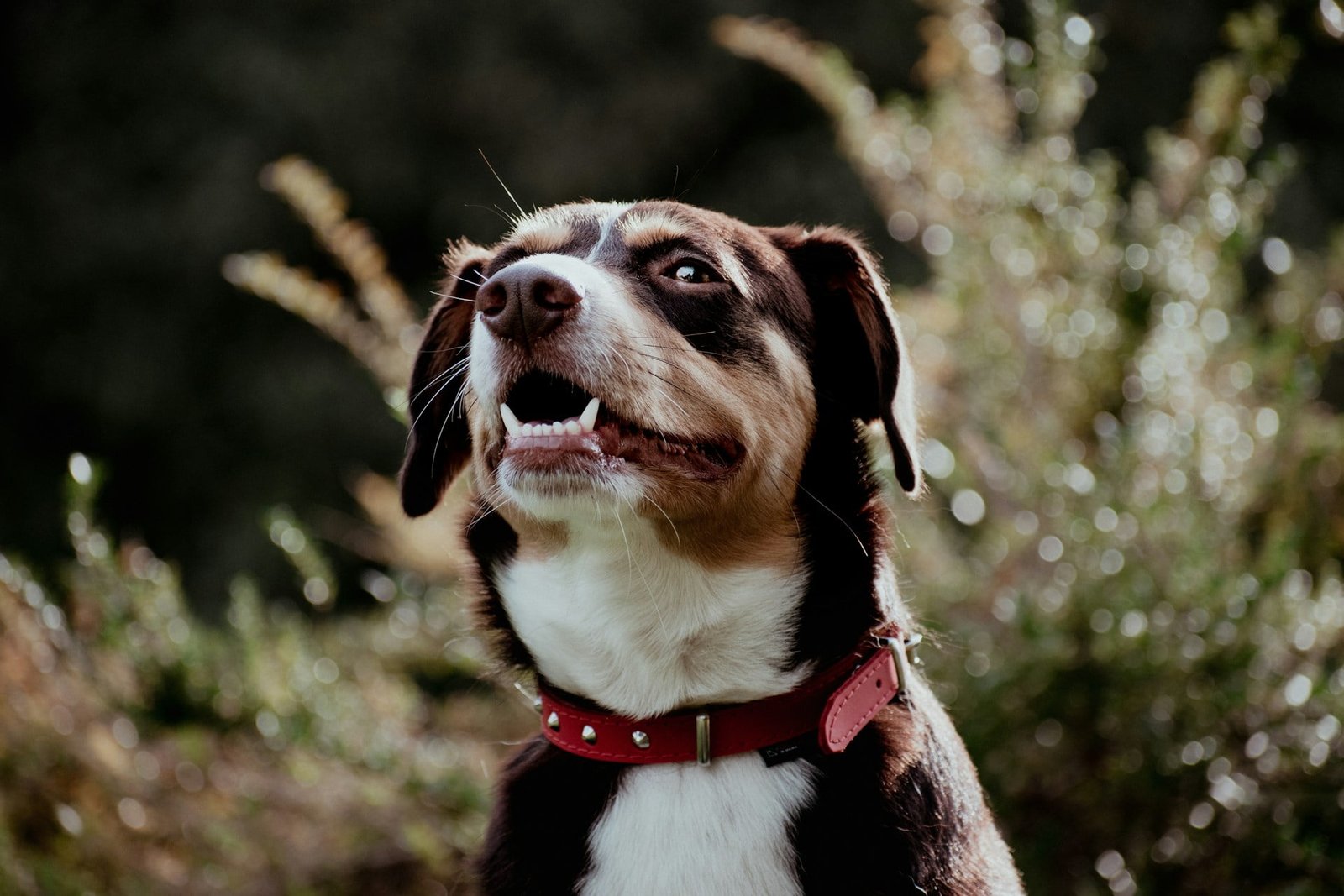 tandformule hond