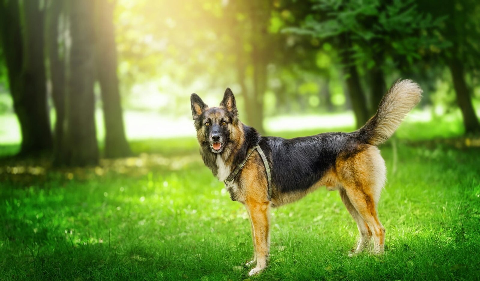 Hermoso perro pastor alemán yacía en el bosque de verano