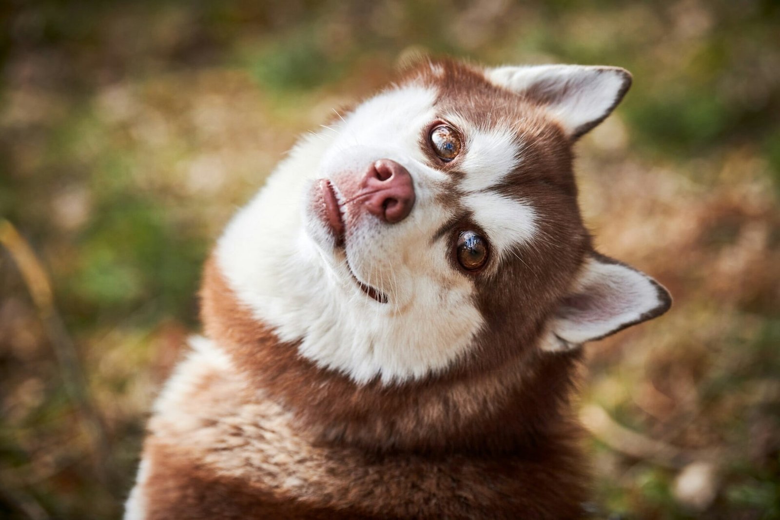 Siberian Husky dog with huge eyes, funny surprised Husky dog with confused big eyes, excited doggy
