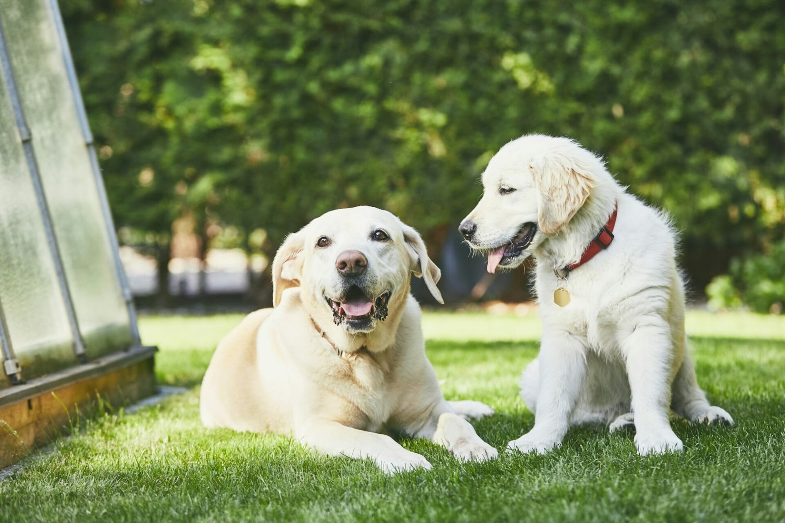 Zwei verspielte Hunde im Garten. Glücklicher alter Labrador und Welpe von Golden Retriever.