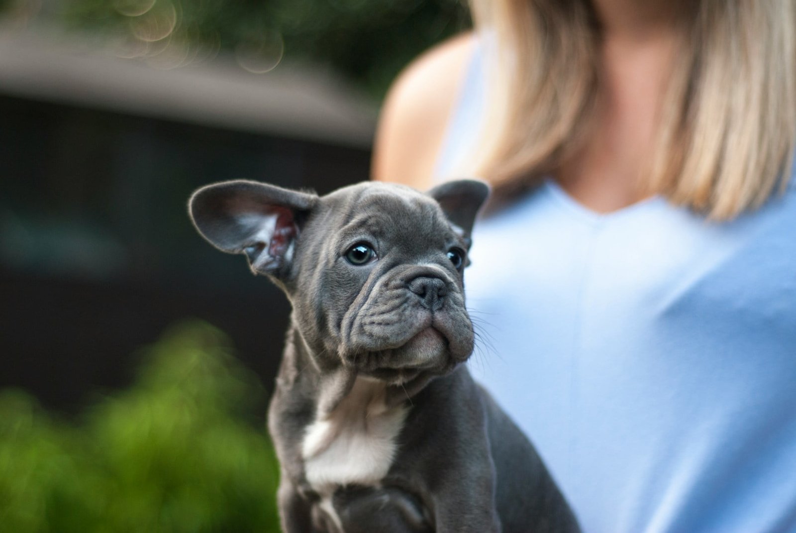 verschiedene Arten von Bulldoggen