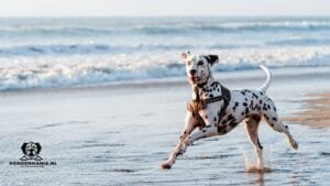 Dalmatien