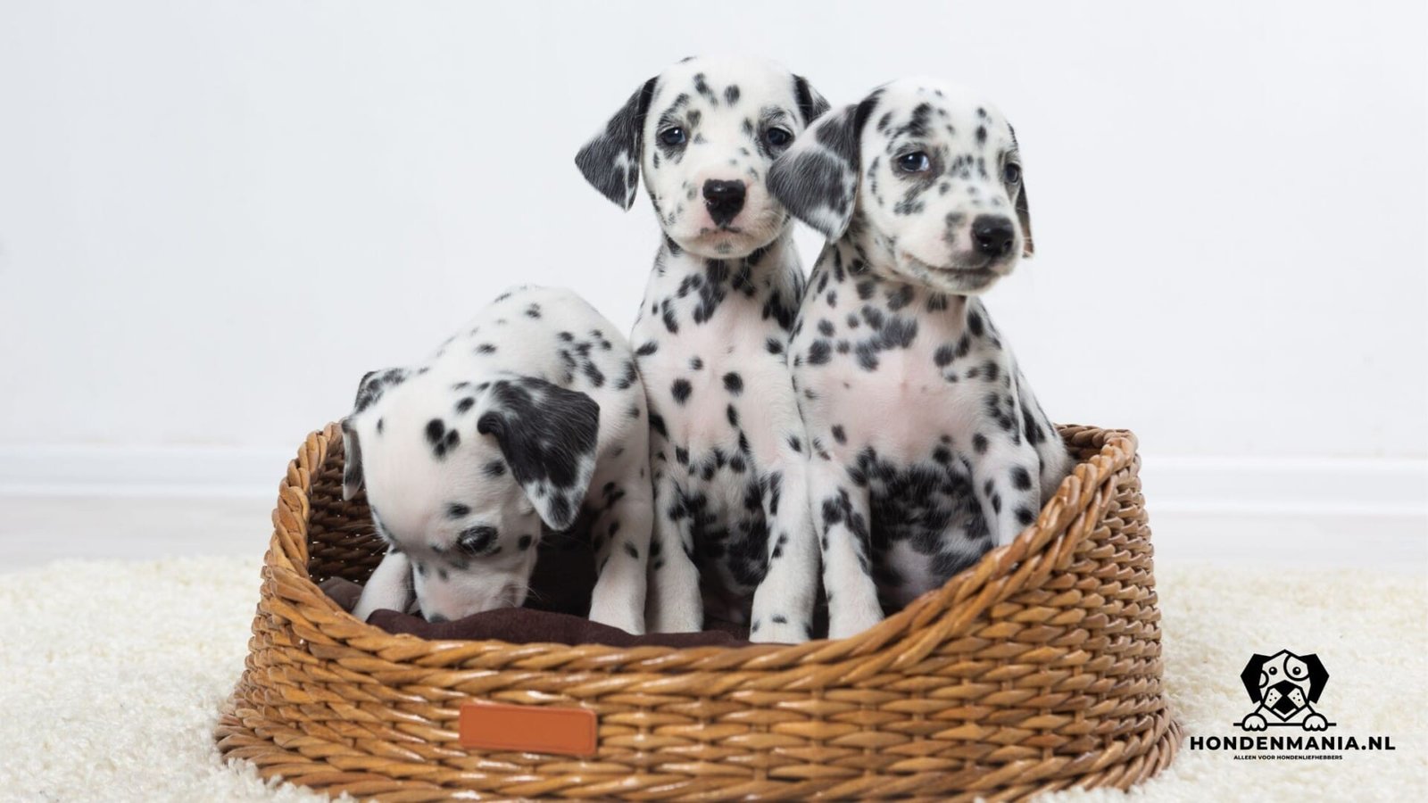 Chiots dalmatiens