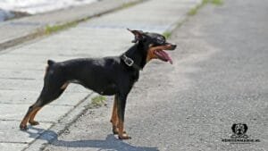 Dwerg-Pinscher