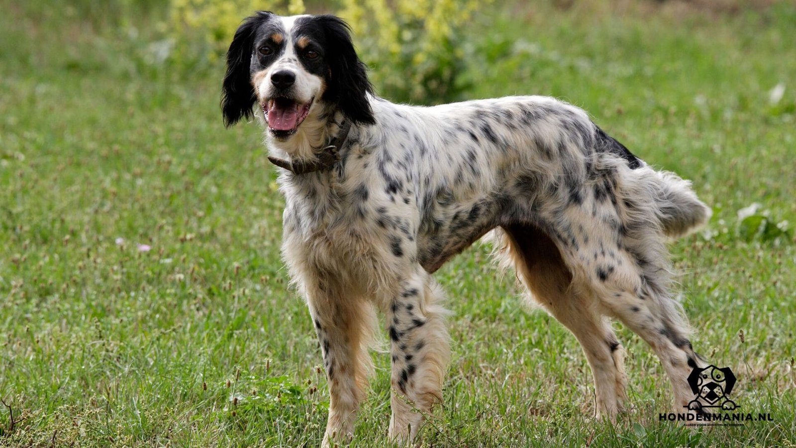 Engelse-setter-hondenras