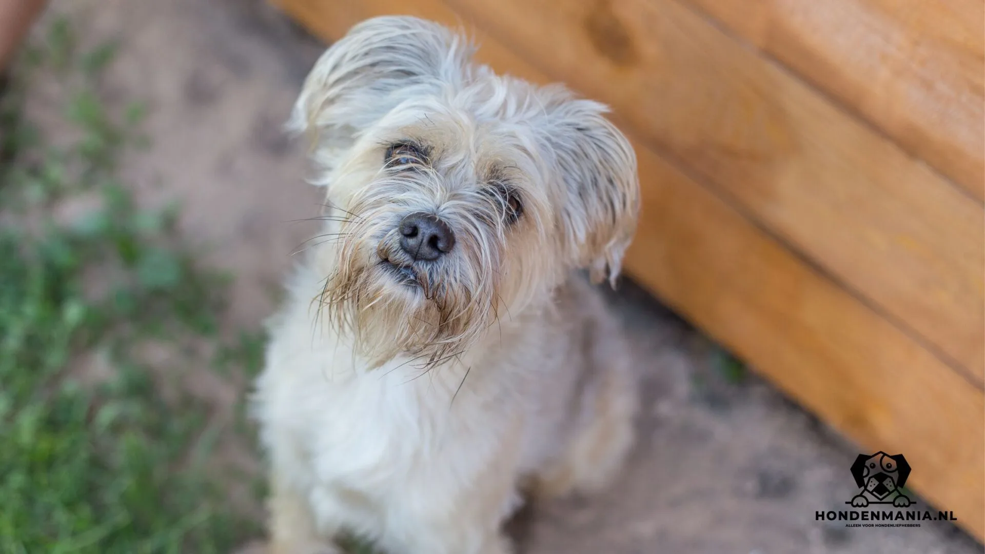 Dog breed Dutch-smush dog