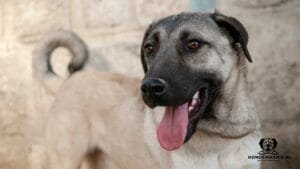 Hondenras Kangal