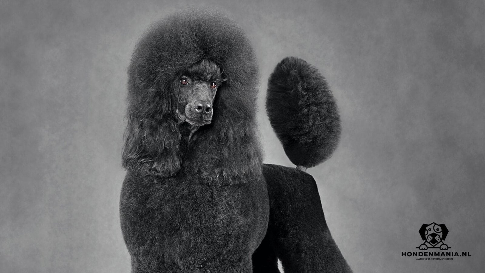 Caniche royal