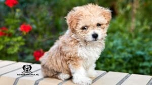 Maltipoo