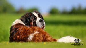 Sint-Bernard-hond