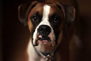 Photo Cushings dog