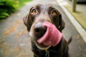 Photo Dog with IV