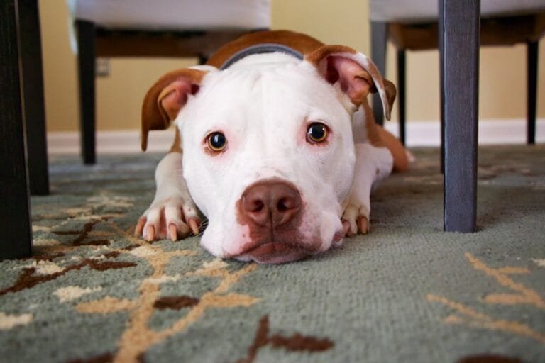 Photo Overweight dog
