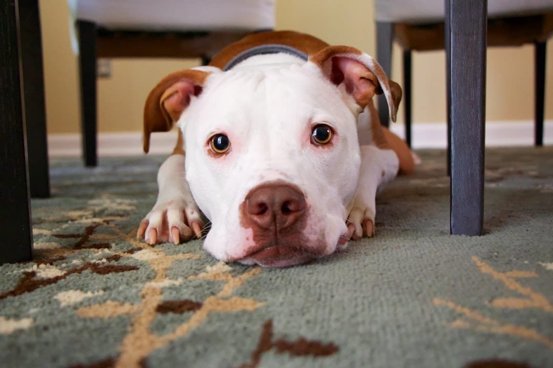 Photo Dog with patchy fur