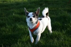 Photo Dog wearing harness