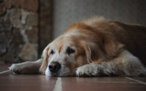 Foto Perro senior