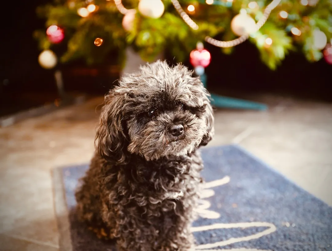 Photo Miniature Poodle