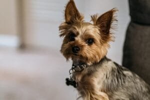 Foto Perro enfadado