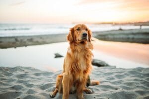 Photo Dog bathing
