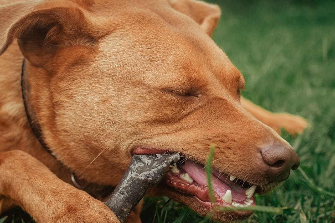 Foto Hund kauend
