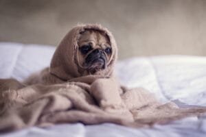 Photo Dog applying balm