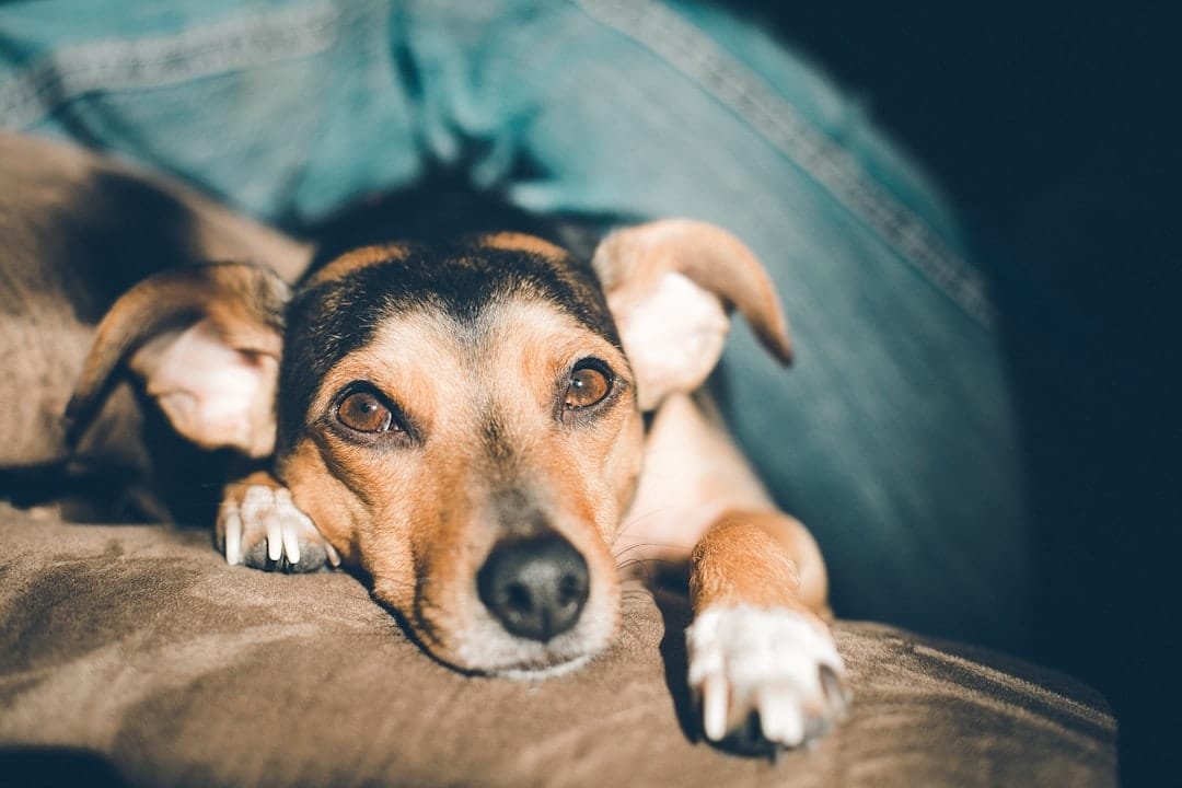 Photo Dogs paw