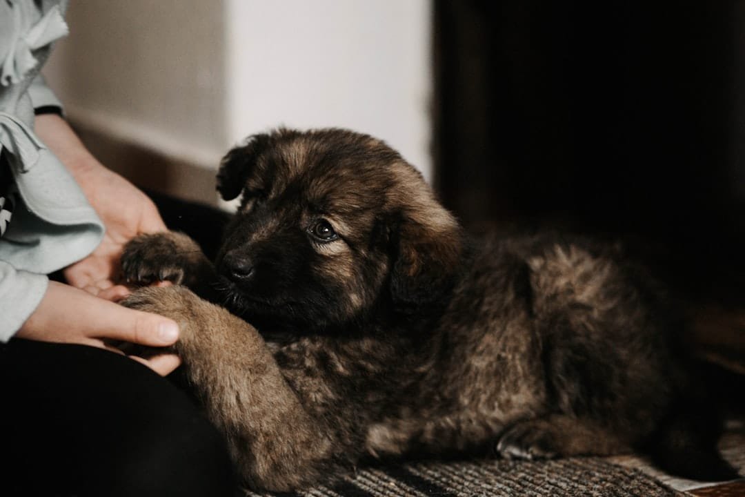 Photo Cute puppy