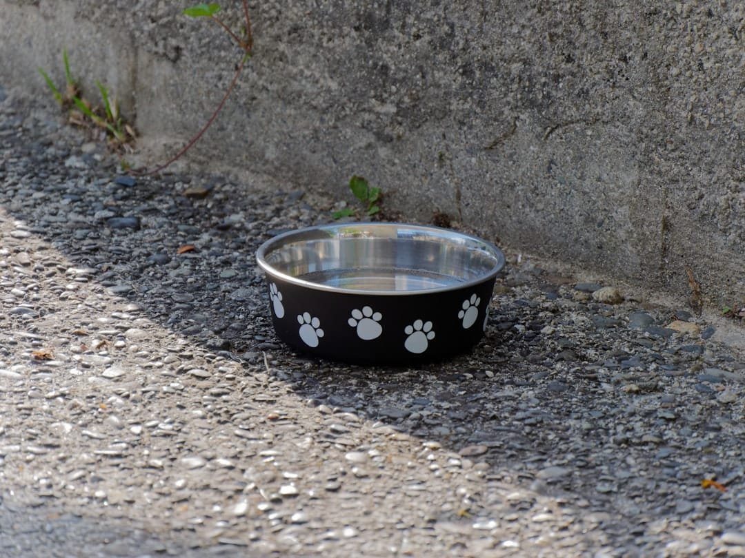 Photo Water bowl