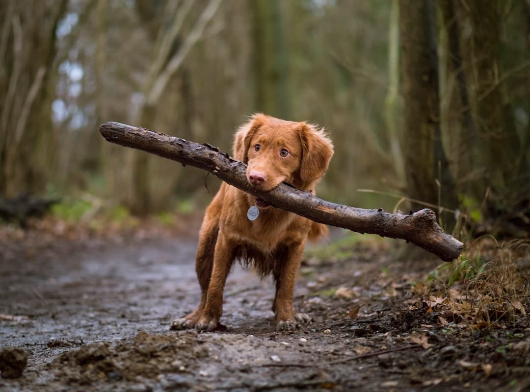 Photo Non-shedding dog breeds