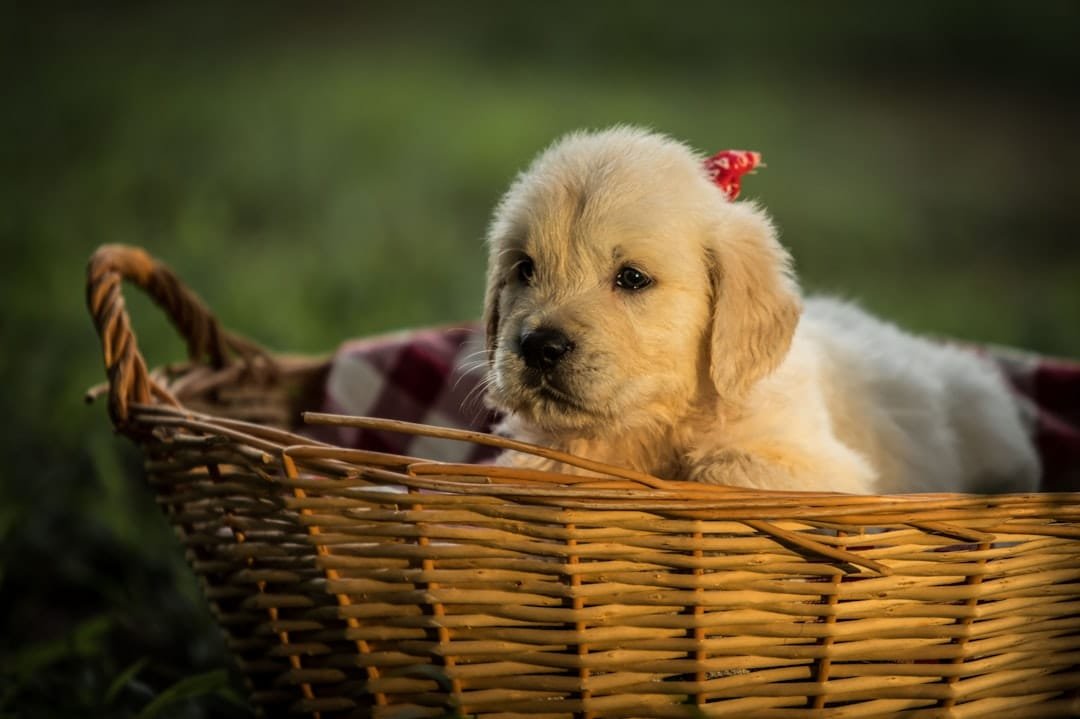 Photo Puppy in a basket