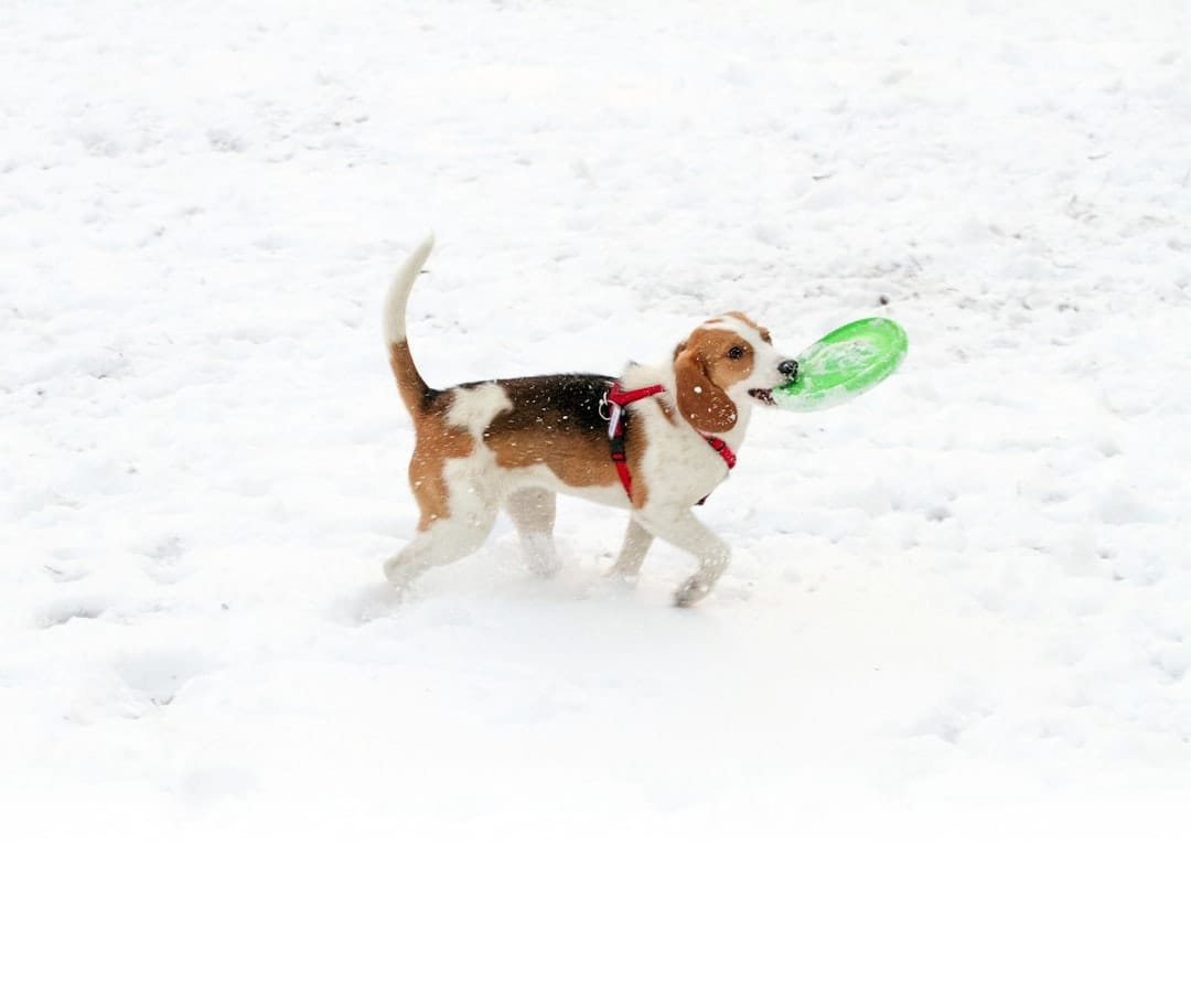 Photo Chien de chasse