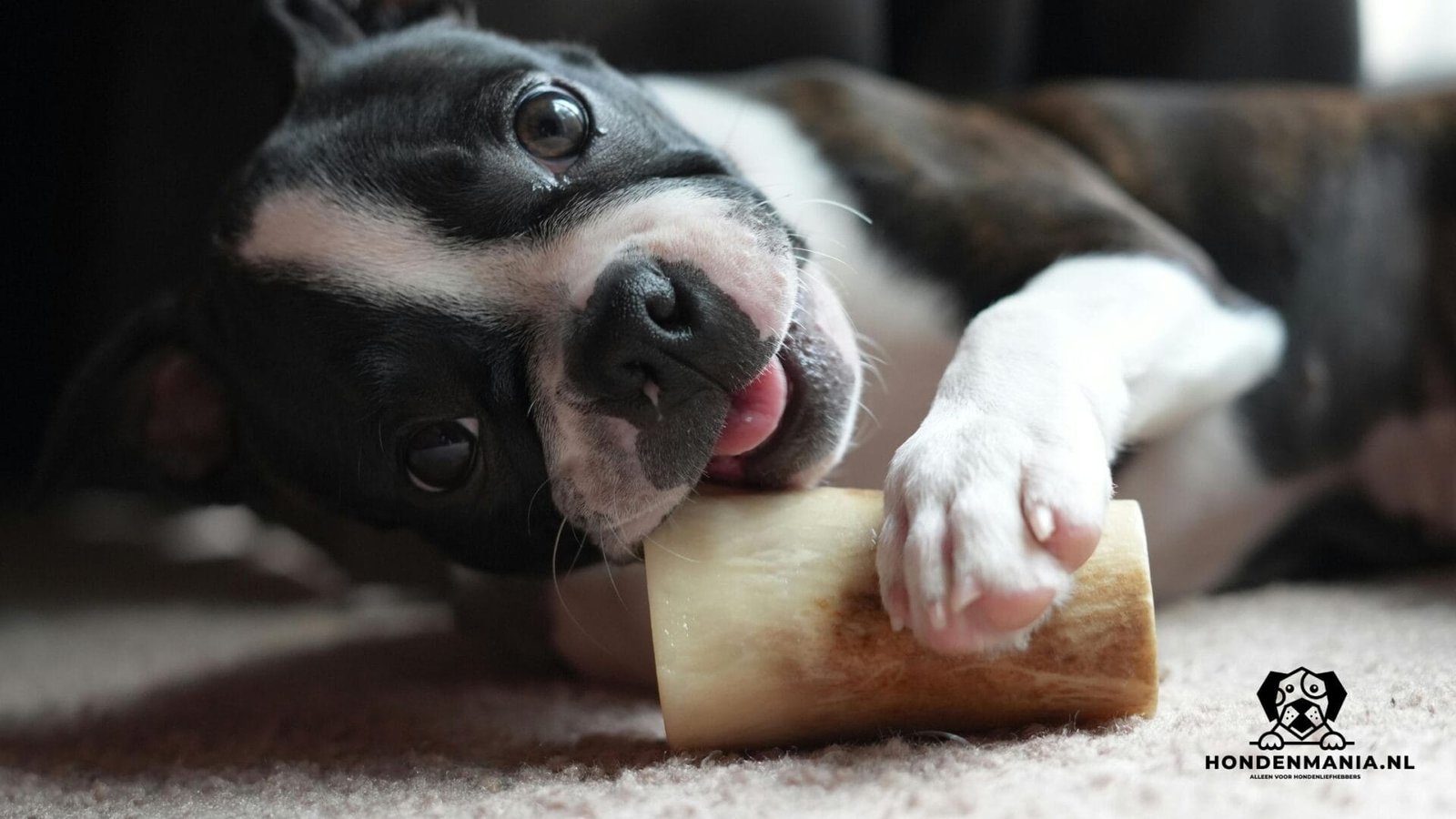 Mergpijp aan hond geven