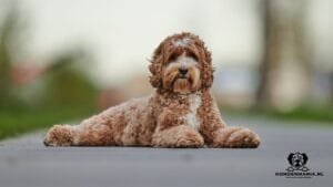 mini labradoodle