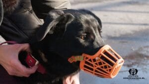 muilkorf-hond