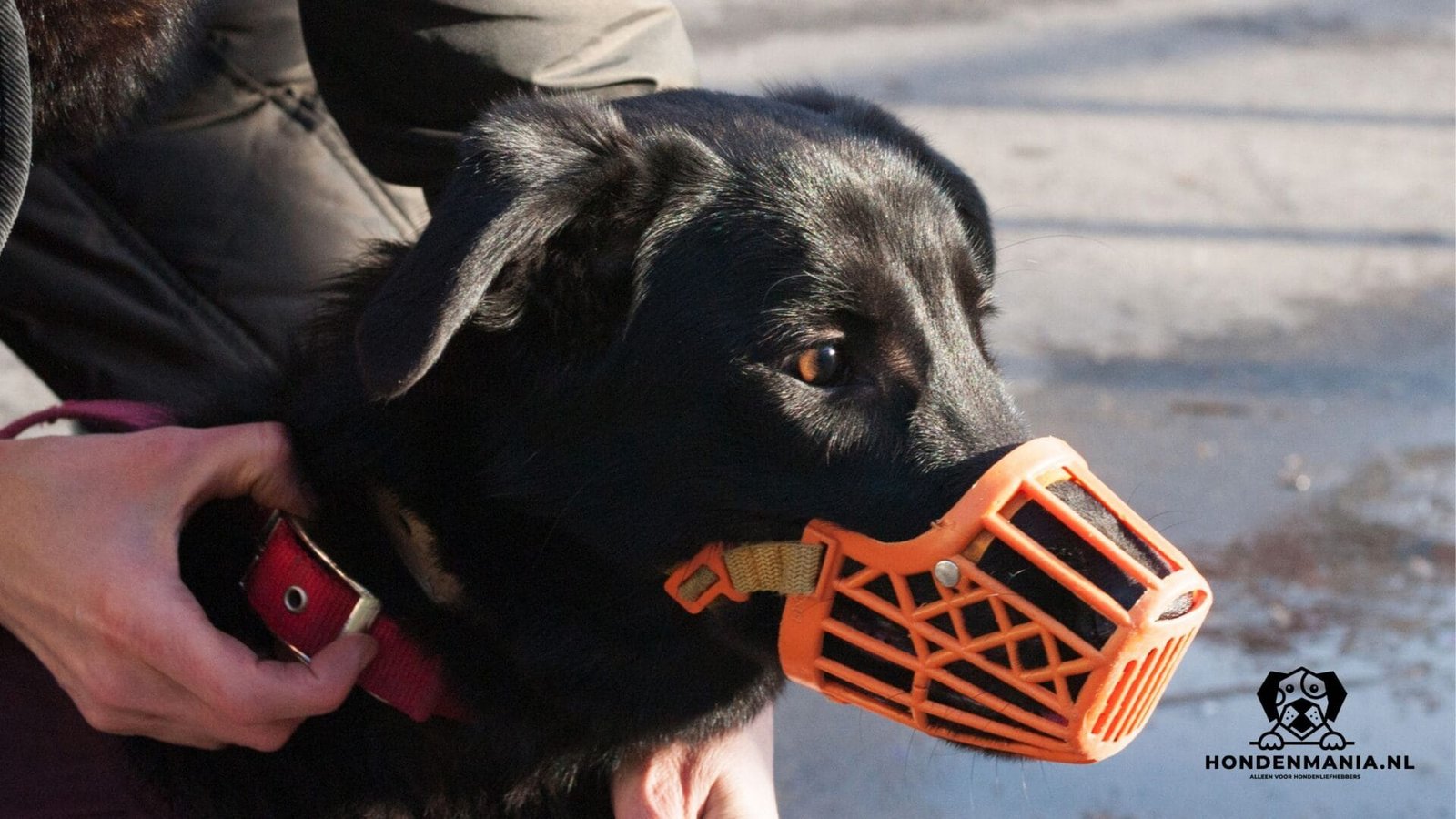 muilkorf-hond