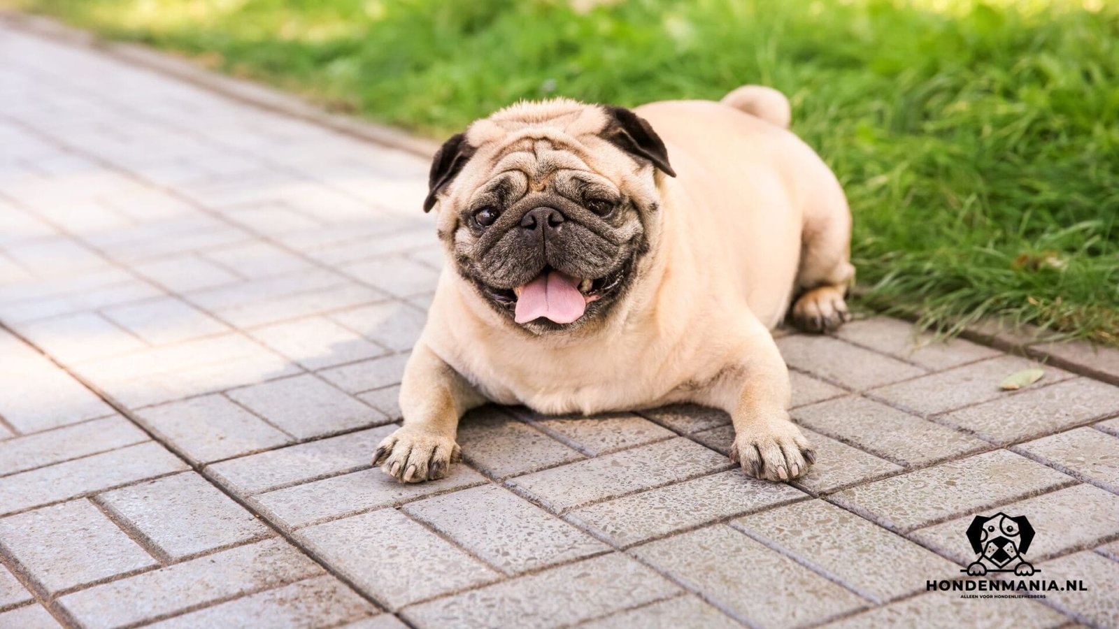 Vetbult bij hond