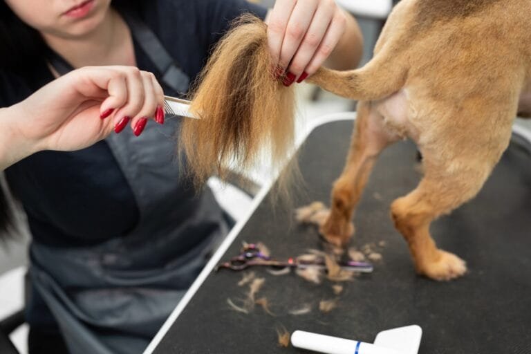 Close-up of a groomer trimming a dog's tail with scissors