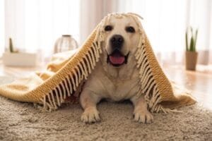 Cute dog at home
