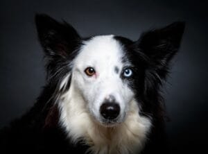 Funny dog with different eyes