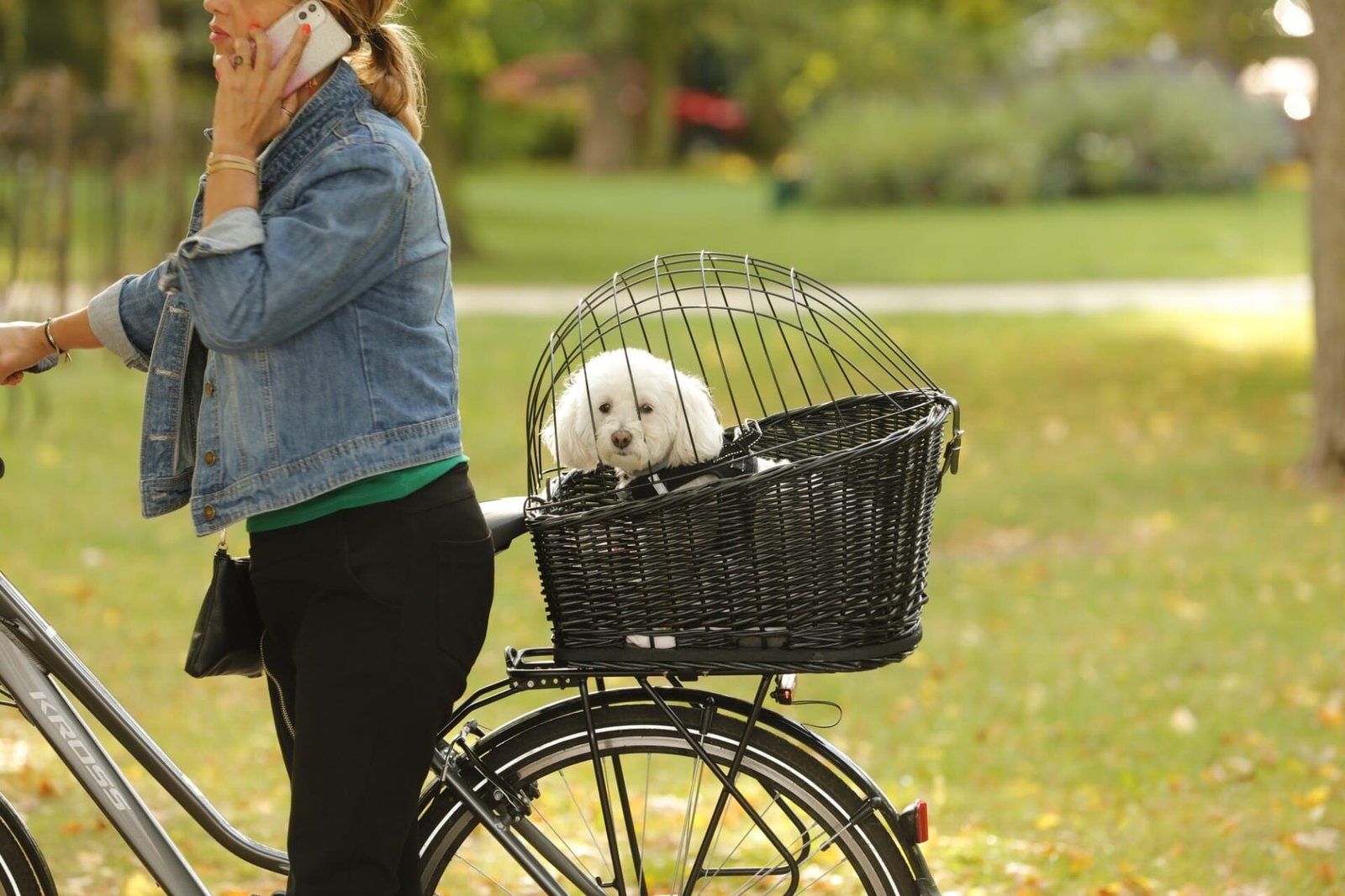 Woman on a bicycle with small dog in a basket