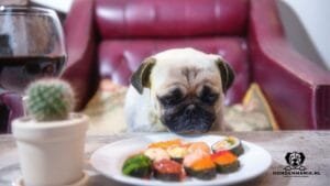 Mag-een-hond-vis-eten