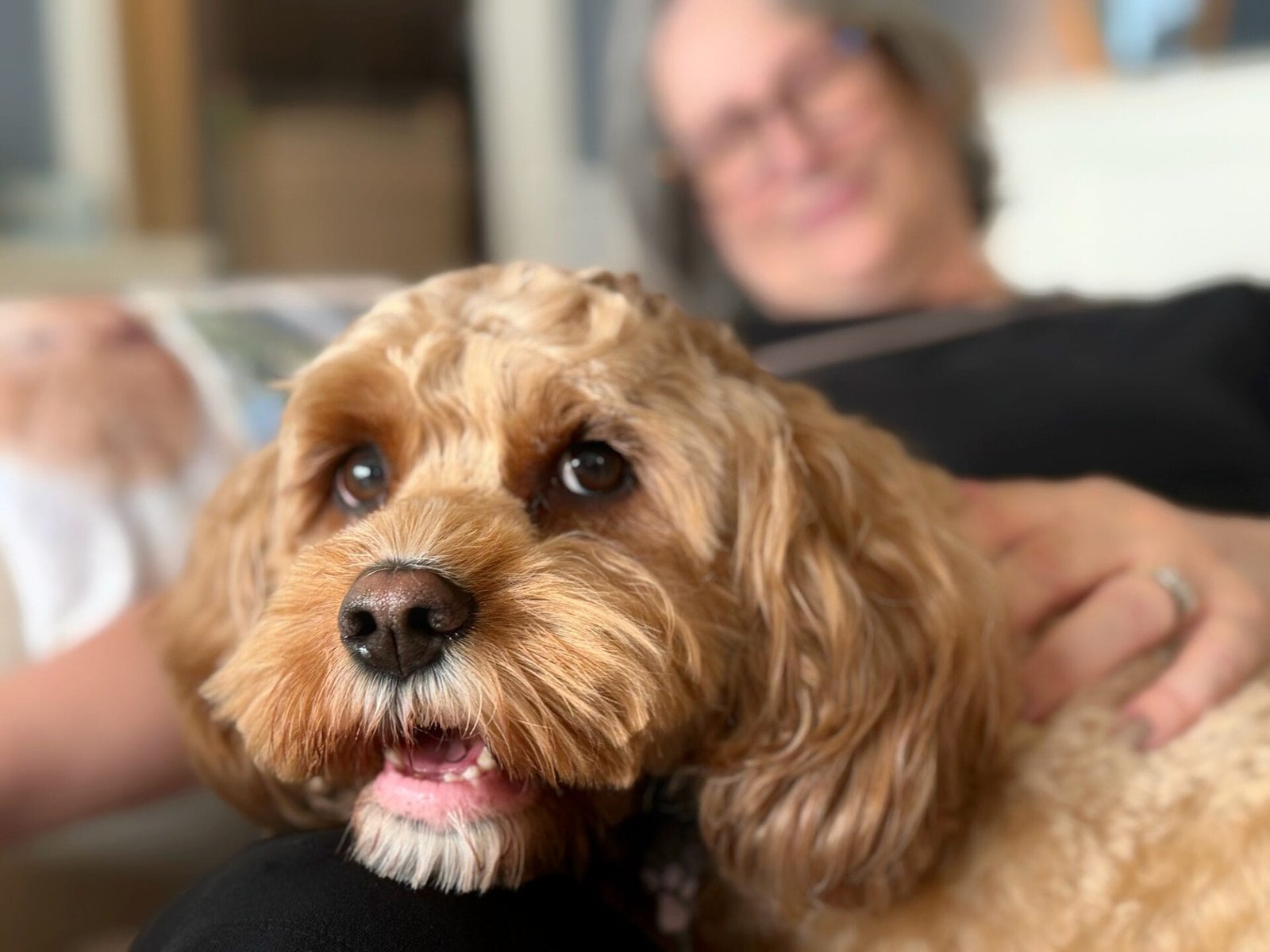 Rusitige honden voor in huis