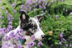 taburete blanco perro