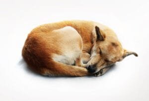 Posición para dormir perro